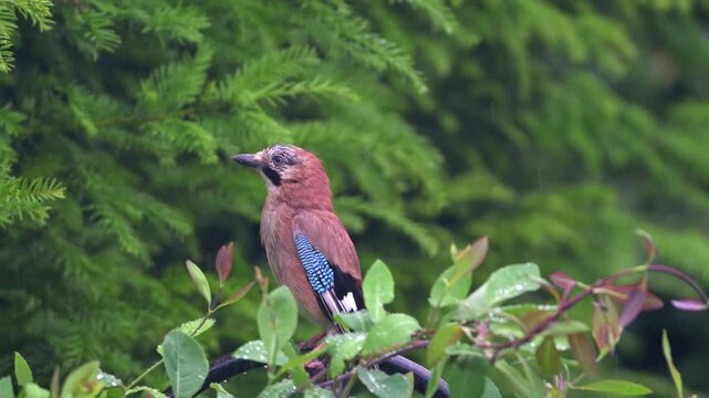 Jay (Garrulus glandarius) looking around before flying away, on a rainy day. June, Kent UK. [Slow motion x5]