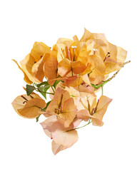 Naklejka premium Beautiful orange bougainvillea flowers with green leaves isolated on transparent background with clipping path.
