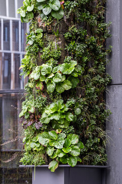 A vertical garden of plants climbs the facade beside windows, giving sustainable architecture an urban green texture across the exterior