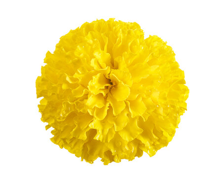Yellow marigold flower, Tagetes erecta, top view isolated on transparent background with clipping path. Bright floral texture, ideal for decoration, festival, background design and botanical concepts.