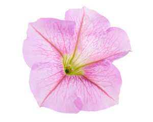 Naklejka premium Pink Petunia Flower Macro Isolated on transparent Background with Clipping Path
