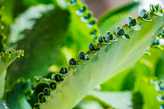 Close view of a green plant showing leaves with small plantlets along the edges in a bright setting during daytime