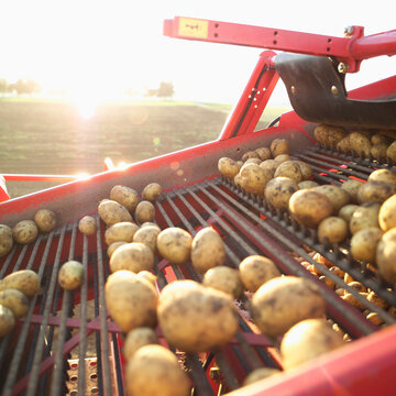 Fresh potato on conveyor belt of harvest machine at sunset