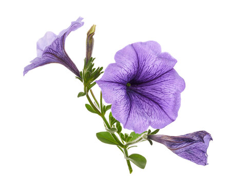 Purple Petunia Flower Isolated on transparent Background with Clipping Path