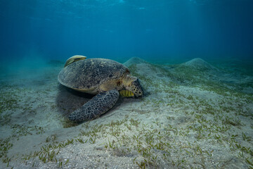 Fototapeta premium green sea turtle (Chelonia mydas), also known as the green turtle, black sea turtle, and Pacific green turtle