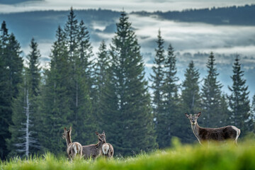 Natura, krajobraz, las, zachód słońca, leśny potok, słońce, woda, światło, długa ekspozycja, zwierzęta, ptaki, ssaki © Adrian Jaśpiński