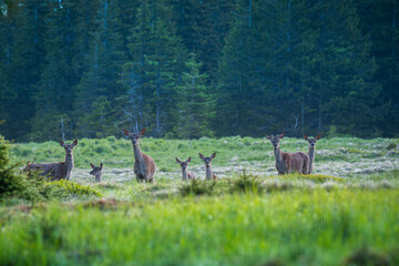 Natura, krajobraz, las, zachód słońca, leśny potok, słońce, woda, światło, długa ekspozycja, zwierzęta, ptaki, ssaki © Adrian Jaśpiński