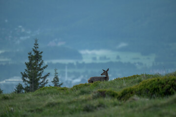 Natura, krajobraz, las, zachód słońca, leśny potok, słońce, woda, światło, długa ekspozycja, zwierzęta, ptaki, ssaki © Adrian Jaśpiński