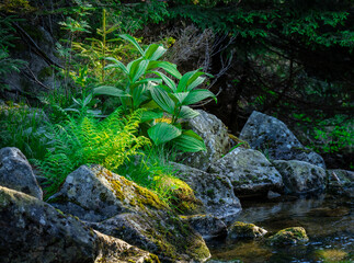 Natura, krajobraz, las, zachód słońca, leśny potok, słońce, woda, światło, długa ekspozycja © Adrian Jaśpiński