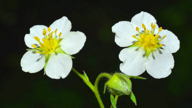 Pollen in the anthers of the stamens, amongst the white petals of the Fragaria vesca flower.