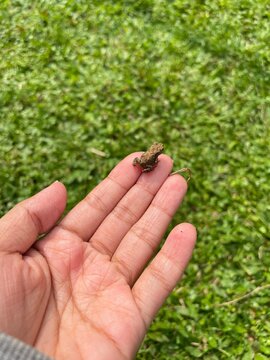 Tiny Brown Frog Resting on Human Hand in Natural Green Background