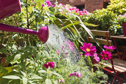 Person watering plants and summer flowers on balcony
