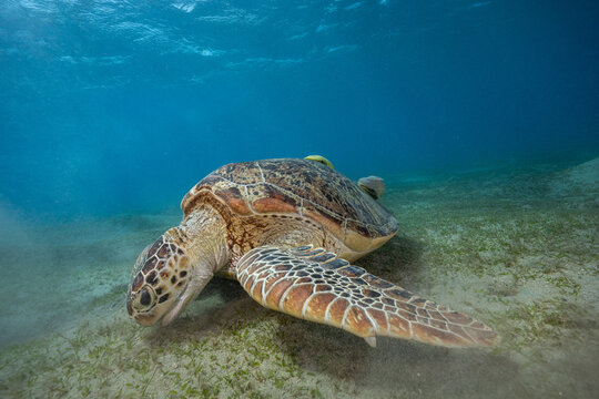 green sea turtle (Chelonia mydas), also known as the green turtle, black sea turtle, and Pacific green turtle