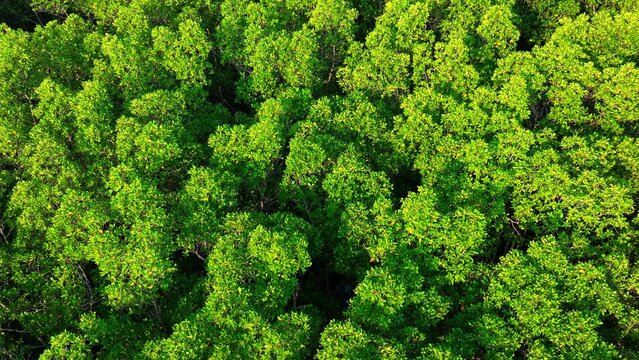 Aerial drone view of vast mangrove forest canopy, highlighting carbon absorption, coastal protection, biodiversity support, and natural climate regulation that helps reduce global warming. Thailand.
