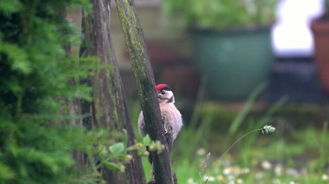 Great Spotted Woodpecker (Dendrocopos major)  juvenile on a garden gate post and flying away. June, Kent, UK [Slow motion x5]