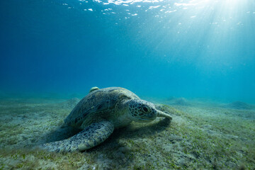 Obraz premium green sea turtle (Chelonia mydas), also known as the green turtle, black sea turtle, and Pacific green turtle