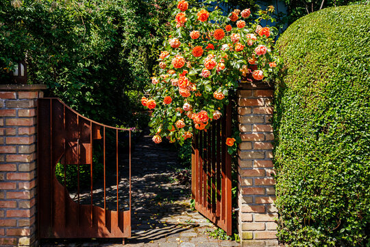 Garden gate with roses and pathway in sunny weather on a warm day