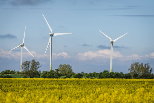 Oilseed rape field with wind farm in background