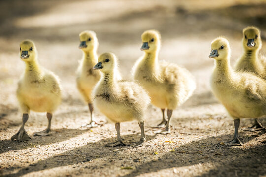 Gaggle of fluffy yellow gray goose goslings walking outdoors