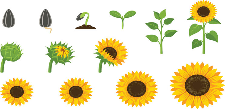 Sunflower Life Cycle Growth Stages Vector Set with Seed Sprout Root Leaf Bud and Blooming Flower Elements for Educational Botanical Designs