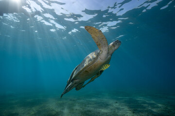 Fototapeta premium green sea turtle (Chelonia mydas), also known as the green turtle, black sea turtle, and Pacific green turtle