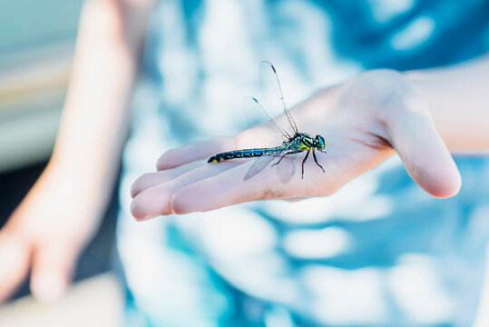 Dragonfly on boy's hand