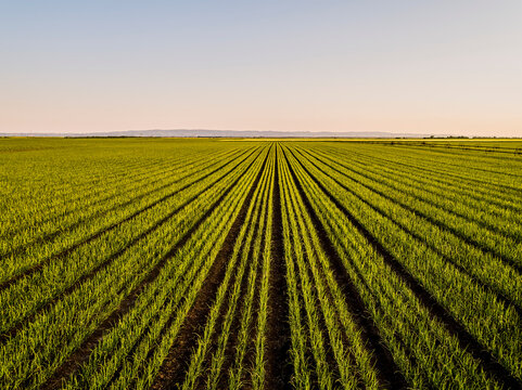 Drone view of vast onion field at dusk