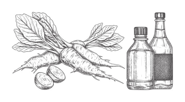 Hand drawn of root vegetables and glass bottles beet leaves