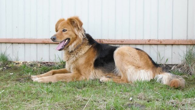 A large fluffy mixed breed dog rests comfortably on the green grass next to a white fence while panting with its tongue out.