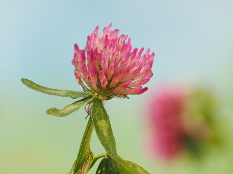 Closeup of the red clover (Trifolium pratense). Copy space.