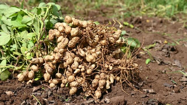 Fresh peanuts plants with roots. Freshly harvested peanuts from the farm, showcasing nature's bounty and the hard work of farmers