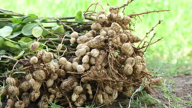 Fresh peanuts plants with roots. Freshly harvested peanuts from the farm, showcasing nature's bounty and the hard work of farmers