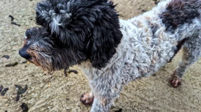 A close-up video of a person gently petting the soft head of a cute curly-haired dog outside.