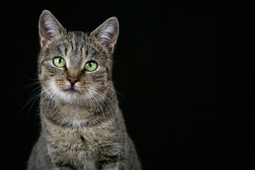 Fototapeta premium Portrait of a grey brown tabby cat with orange eyes against a dark background.