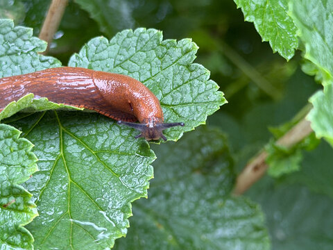 Brown slug on green leaf