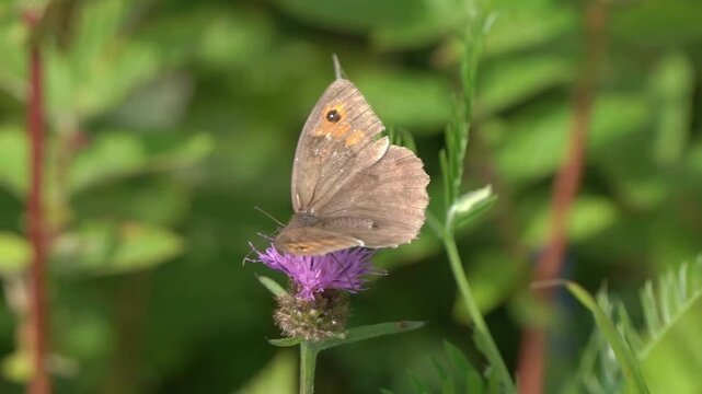 Macro close-up of a Meadow Brown butterfly (Maniola jurtina), showcasing its characteristic orange-flushed wings and black eyespots in a natural habitat, butterflies stock video footage clip