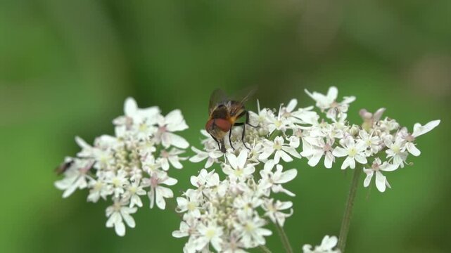 Tachinid fly female ( Phasia hemiptera) a parasitic flying insect found during spring and summer in the British Isles, flies and bugs wildlife stock video footage clip