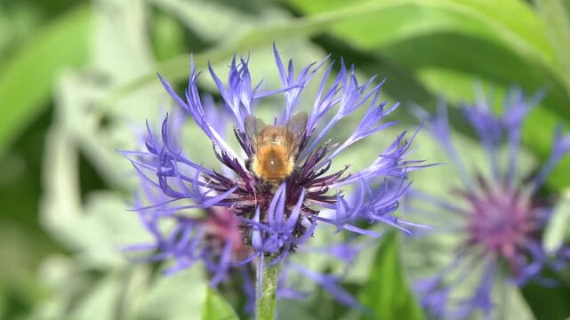 Common Carder Bee (Bombus pascuorum) a ginger brown bumblebee flying insect found in the UK and Europe, wildlife stock video footage clip