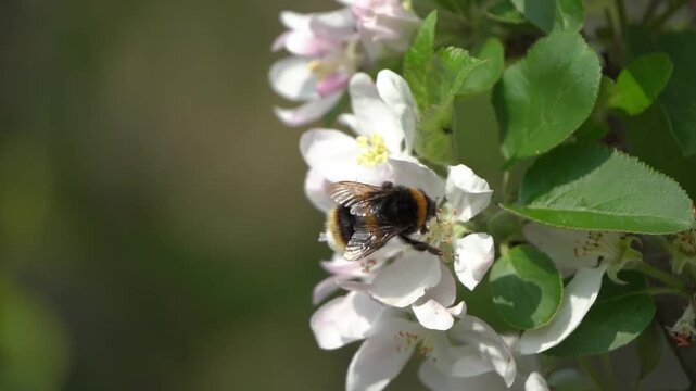 Buff-tailed bumblebee (Bombus terrestris) a bee flying insect found in the UK and Europe which has yellow bands across its abdomen and a white tail, wildlife nature stock video footage clip