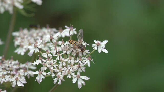 Macro close up of a marmalade hoverfly (Episyrphus balteatus) pollinating white wild carrot flowers, showcasing wasp mimicry, stock wildlife stock video footage clip