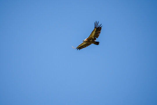 Close-up of Griffon vulture (Eurasion griffon, Gyps fulvus) 