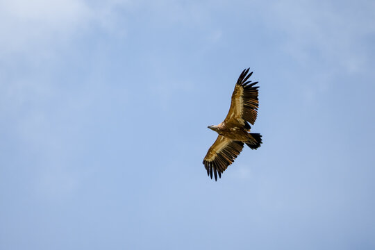Close-up of Griffon vulture (Eurasion griffon, Gyps fulvus) 