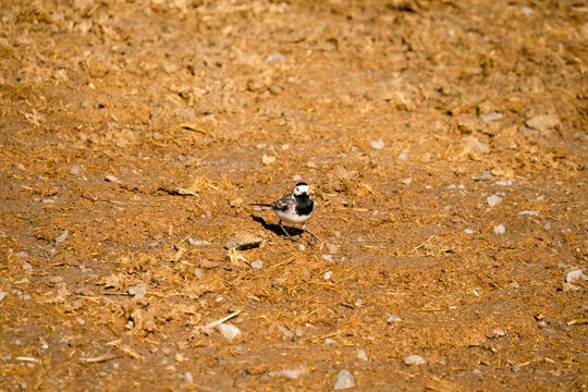 Close-up of a White Wagtail (Motacilla alba alba) hunting for insects