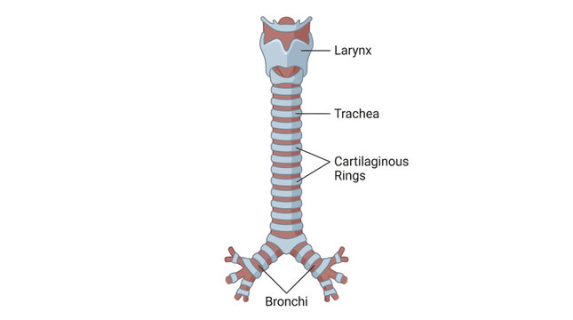 Detailed illustration of the human trachea and bronchial tubes with labeled parts including larynx, trachea, cartilaginous rings, and bronchi on a clean white background.