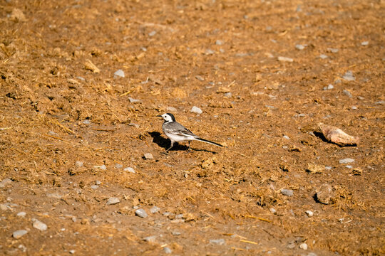 Close-up of a White Wagtail (Motacilla alba alba) hunting for insects