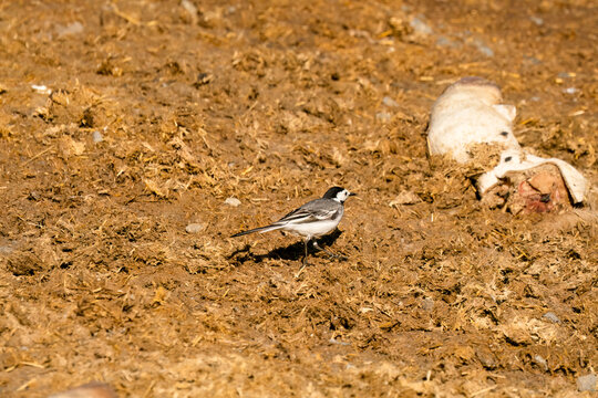 Close-up of a White Wagtail (Motacilla alba alba) hunting for insects