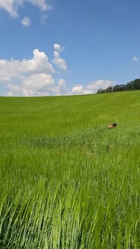 German shepherd in the middle of a green field. mountain landscape with blue sky. green field of rye against the blue sky. landscape of hills against the background of the sky with fluffy white clouds