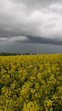 clouds over the field. field of yellow flowers. rapeseed field in spring. rapeseed field under blue cloudy sky. stormy sky over yellow rapeseed field. Ukrainian landscape 4K