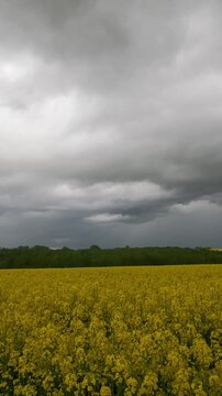 clouds over the field. field of yellow flowers. rapeseed field in spring. rapeseed field under blue cloudy sky. stormy sky over yellow rapeseed field. Ukrainian landscape 4K