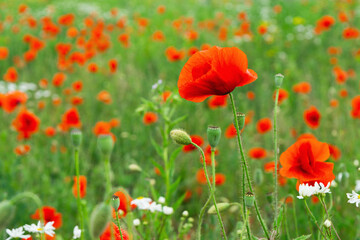 Fototapeta premium Poppy field with red flowers, green plants, and white blooms during daylight in nature.